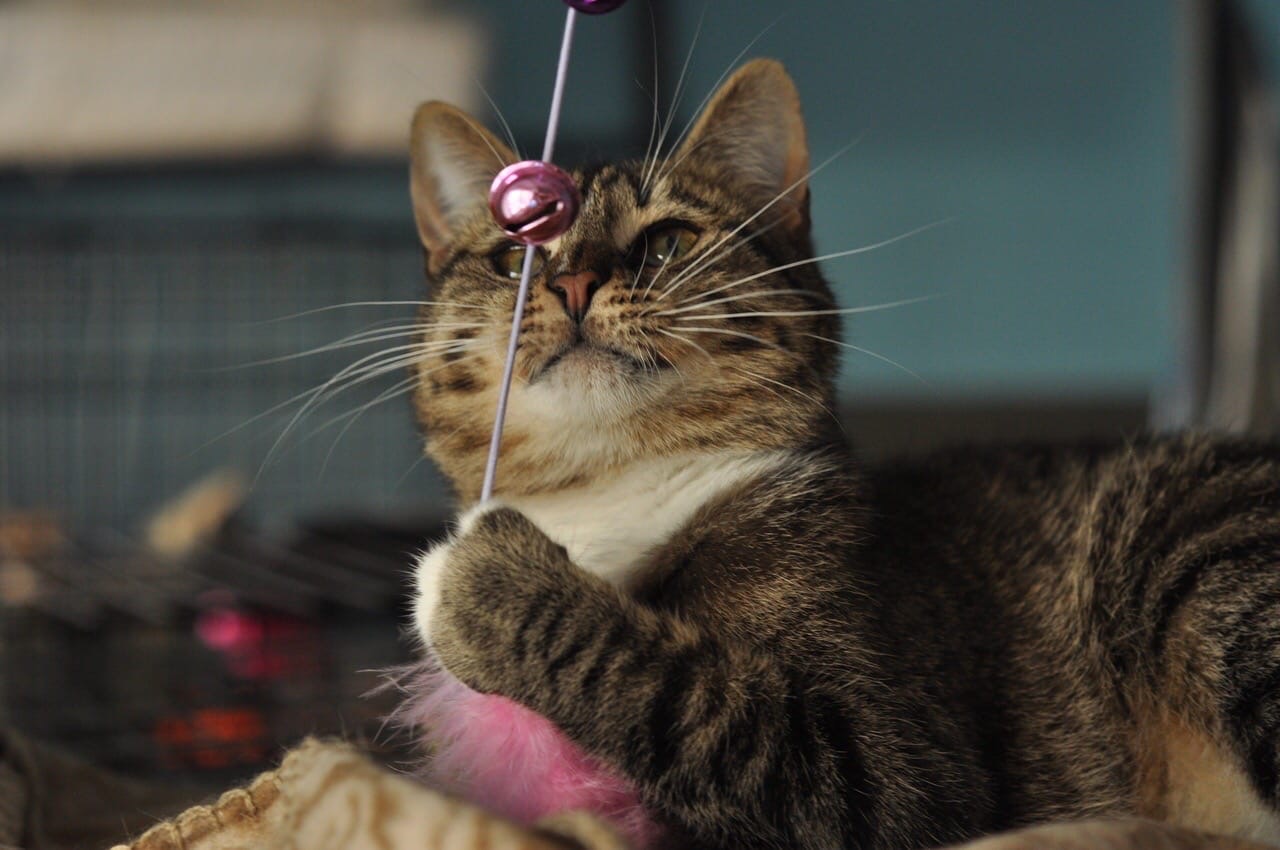 Это что же за диковинка звенящая