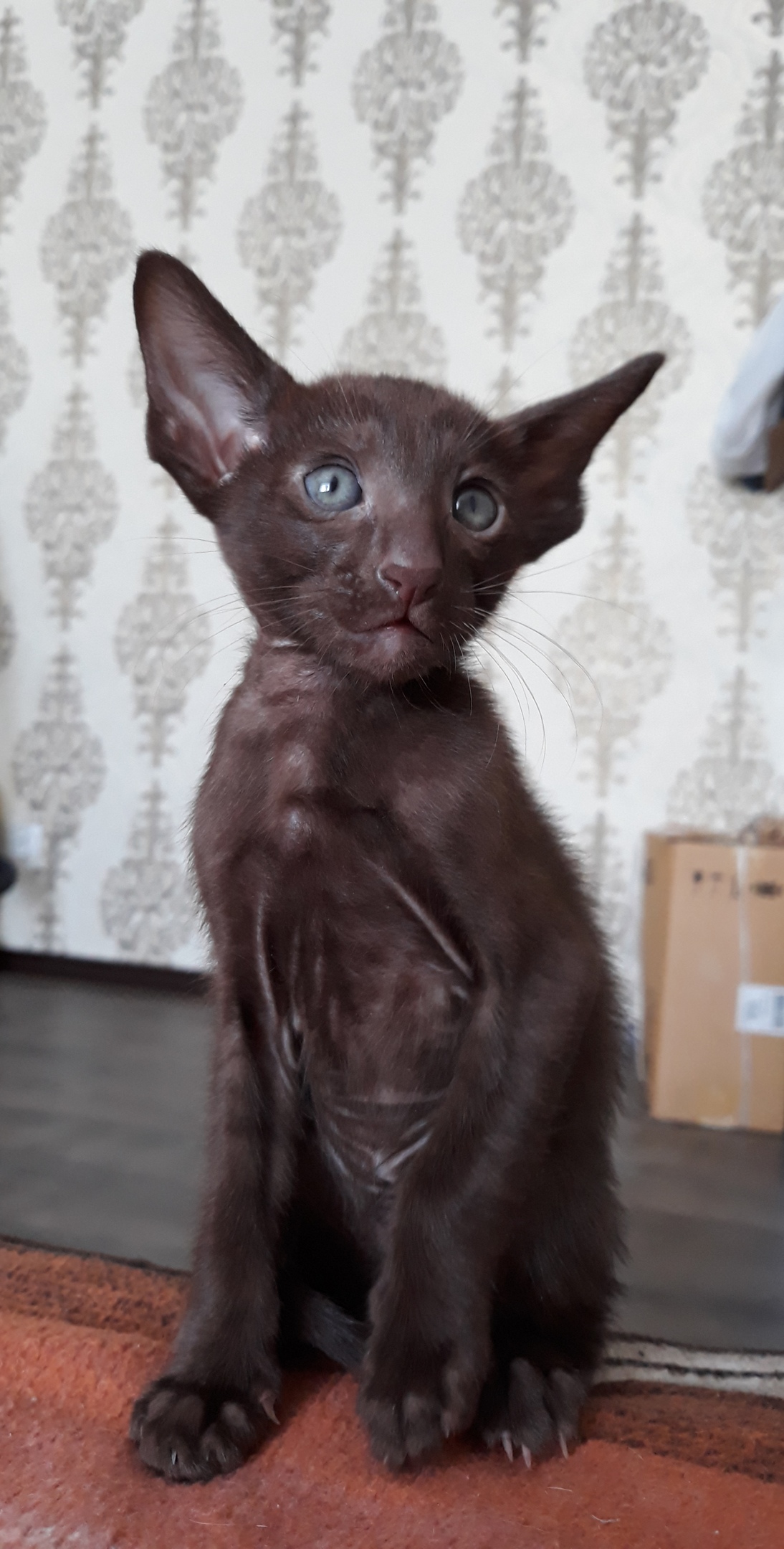 Не надо меня ругать