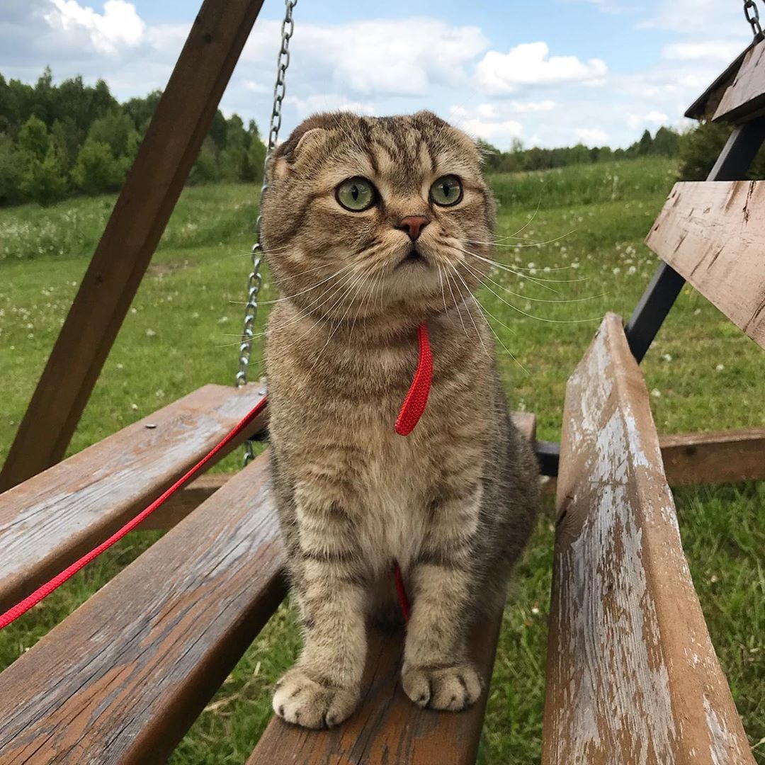 Усатик на поводке