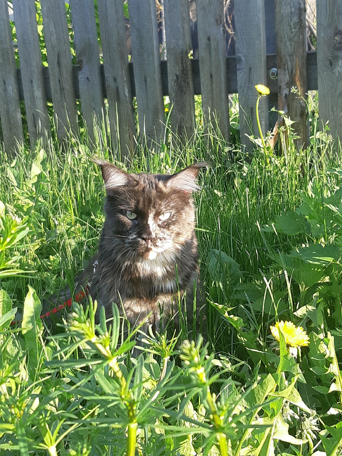 Деревенская прогулка