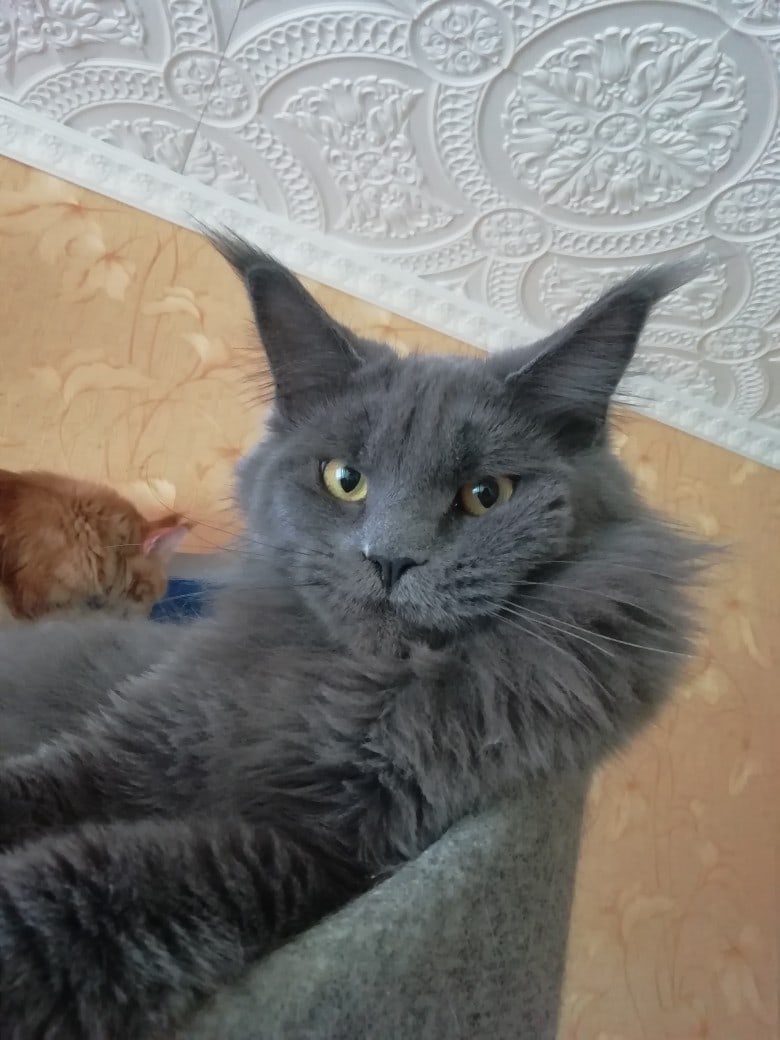 Домашний царь