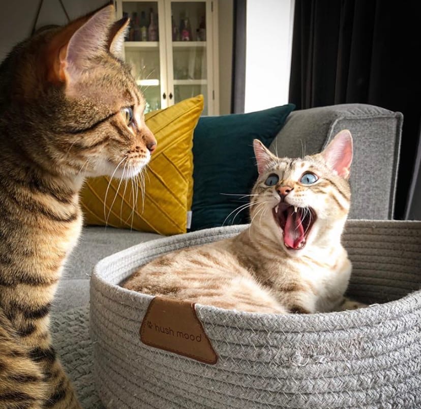 Ты на кого там засматриваешься