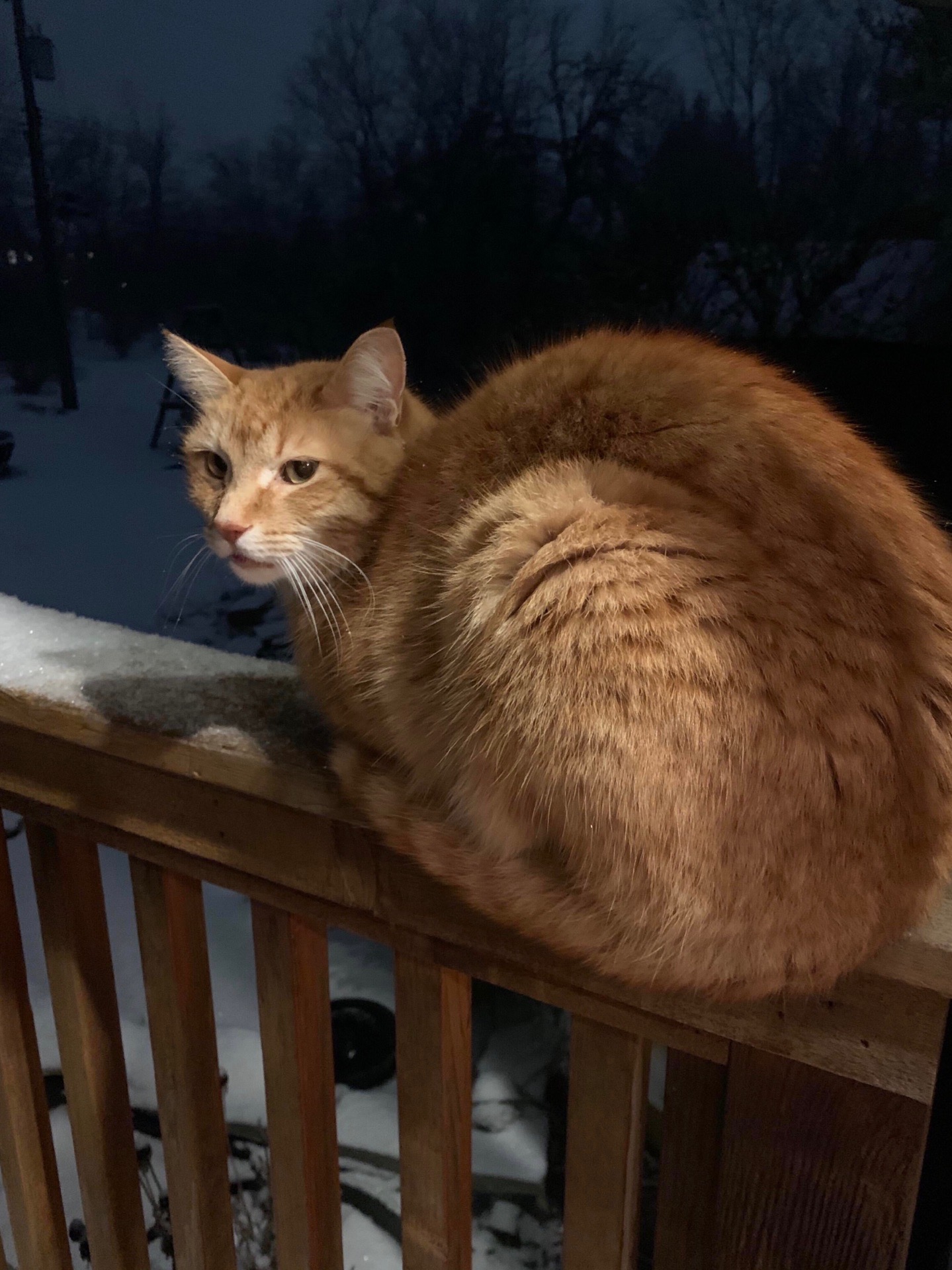 Вечерняя прогулка