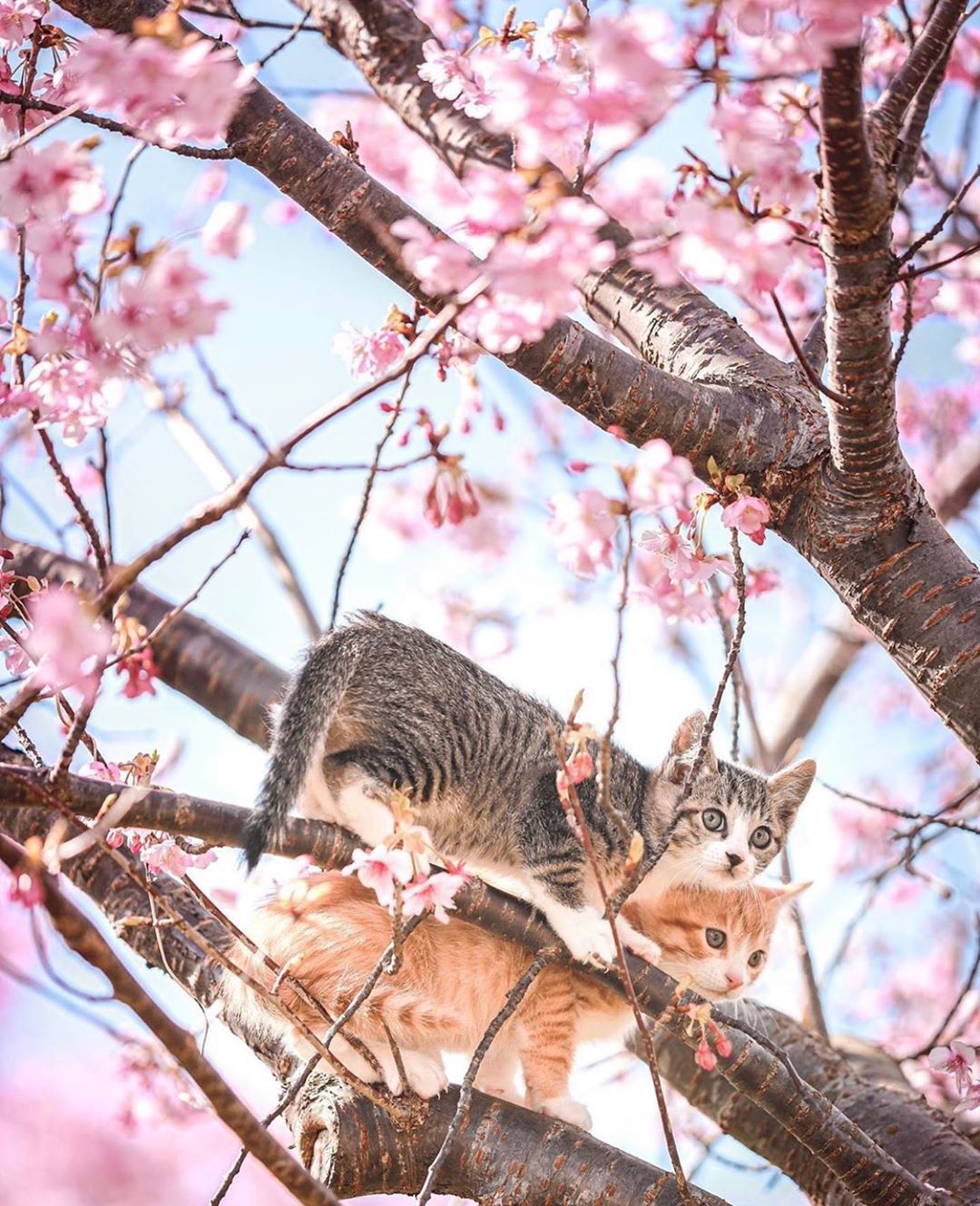 Любопытная малышня