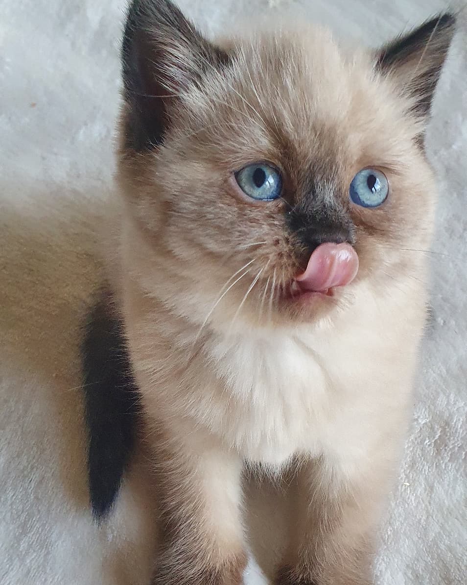 Вкусный носик