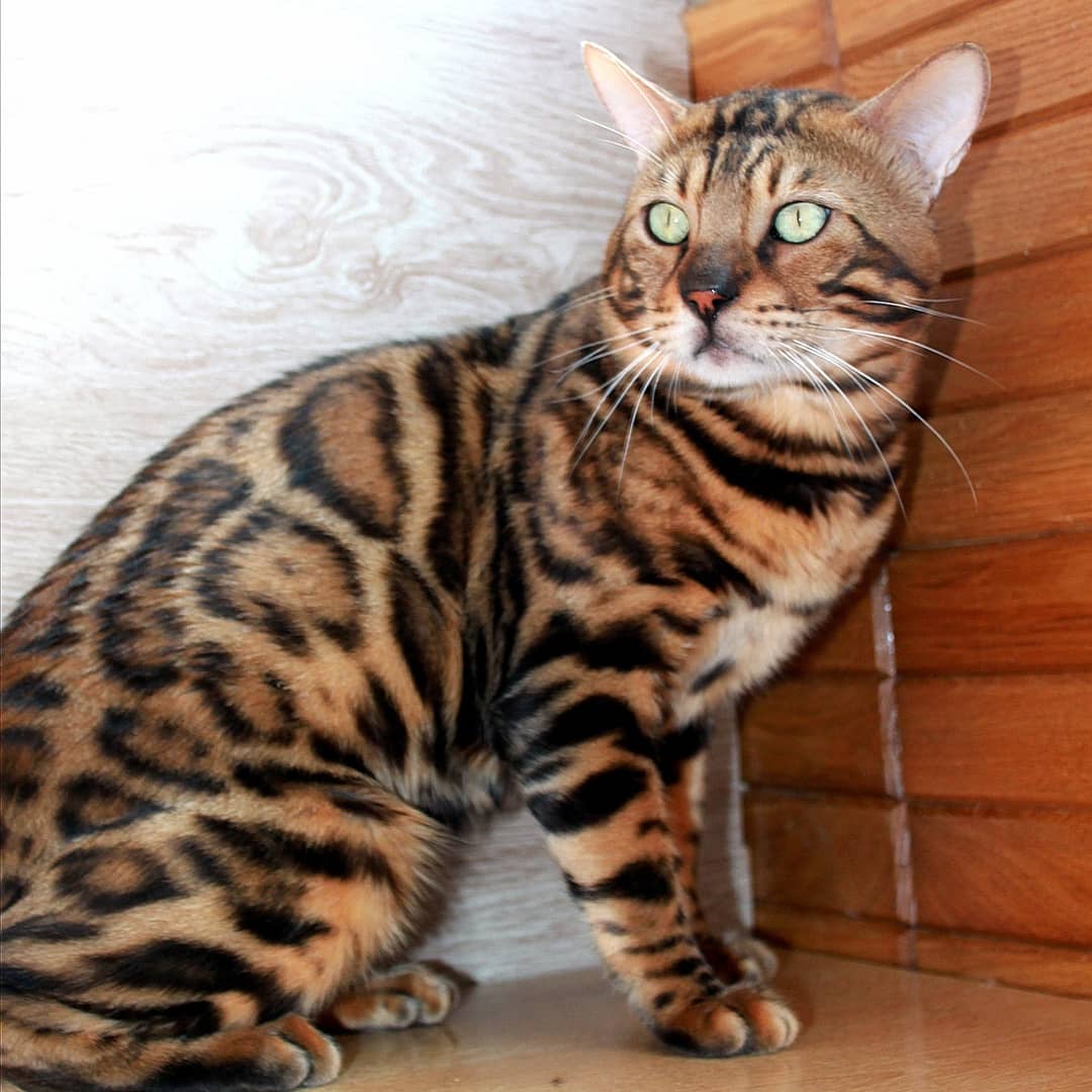 Меня в угол ставить