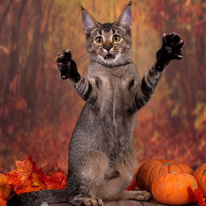 Мышь была вооттакая!