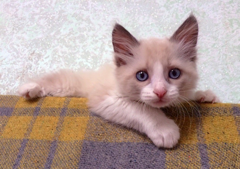 Давайте баловаться