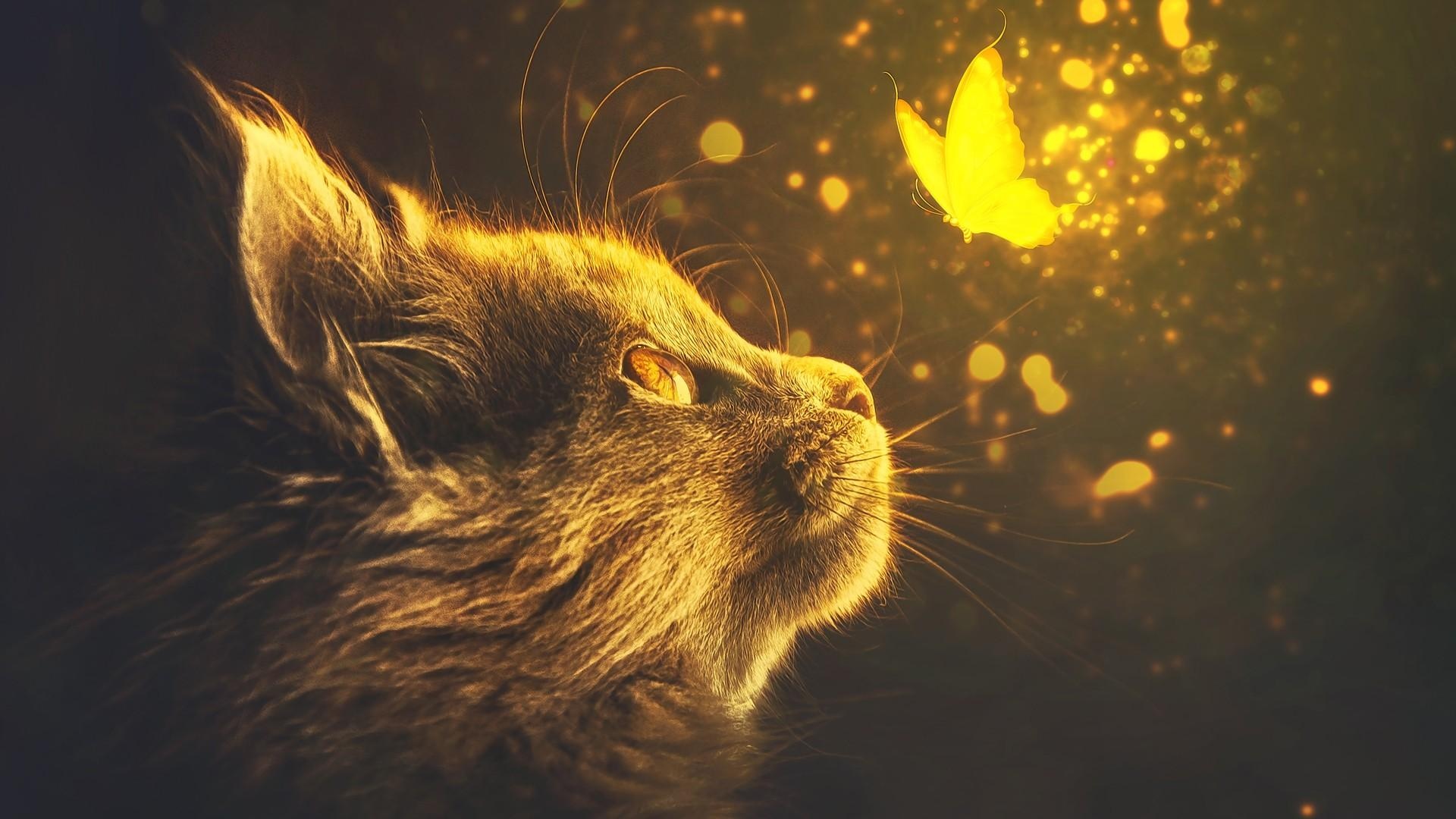 Ночная красота