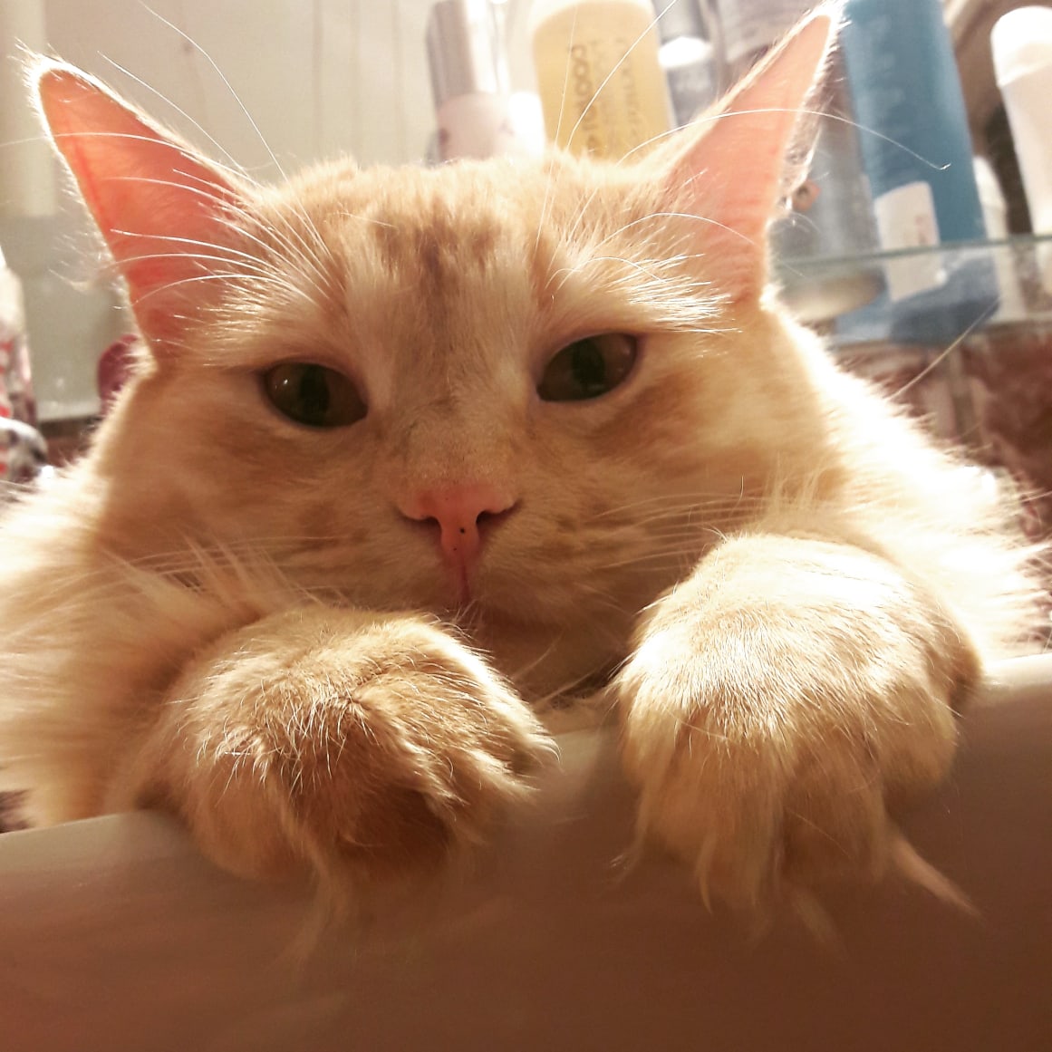 Рыжий балдюшка