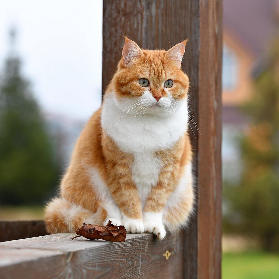 Красавец на веранде