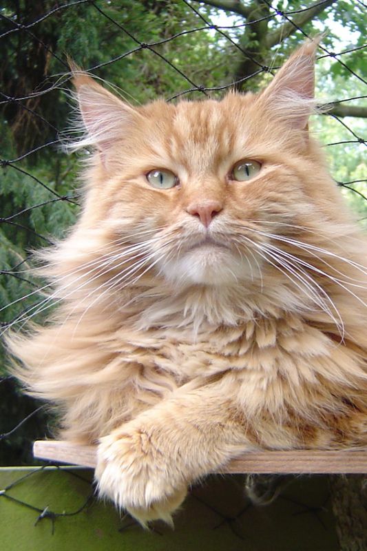 Стой, кто идёт