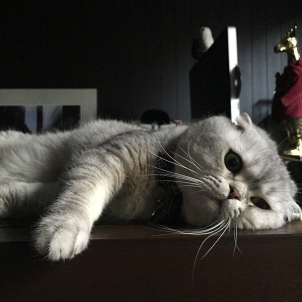 Скучно без хозяйки