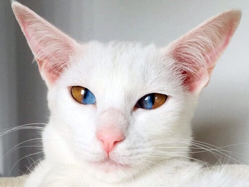 Секторальная гетерохромия