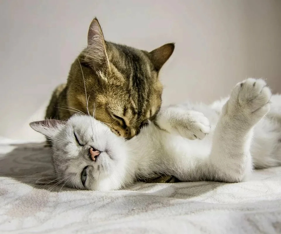 Зацелую, закусаю