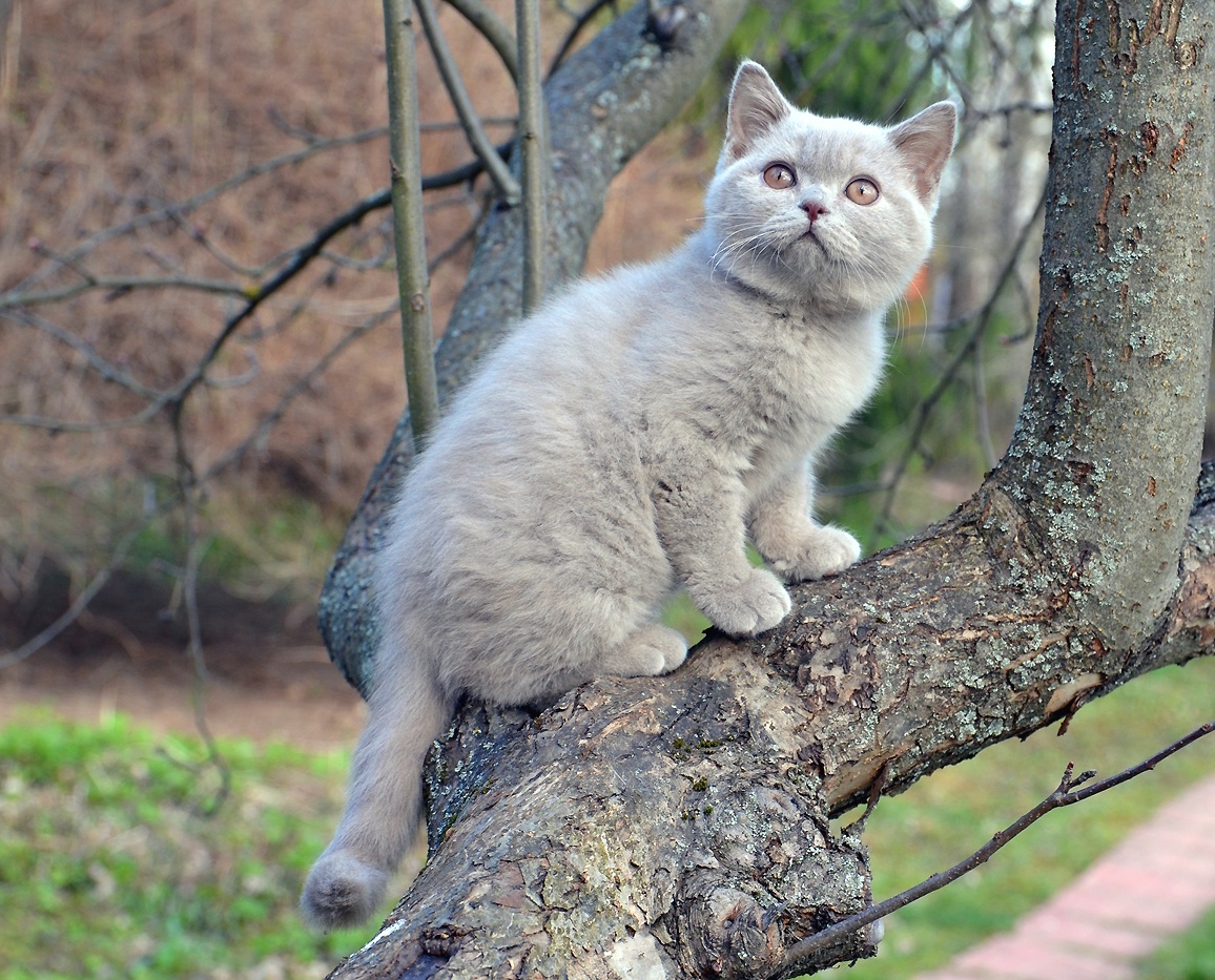 Листья упали, а птички улетели, грустно