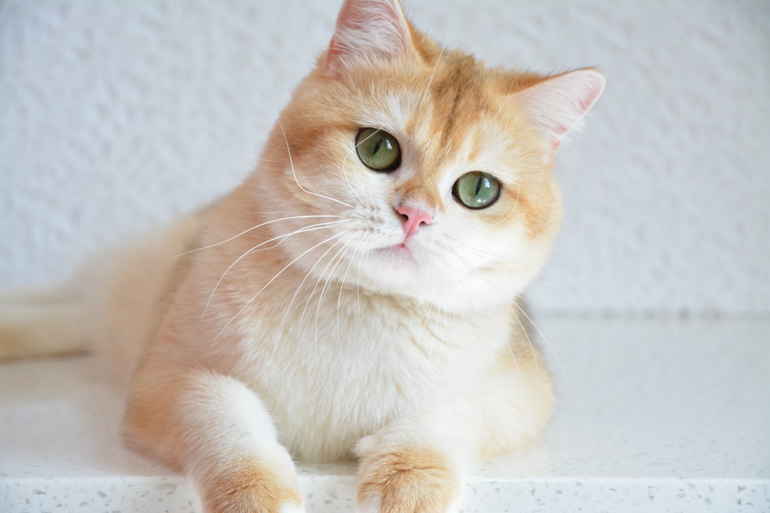 Королева красоты