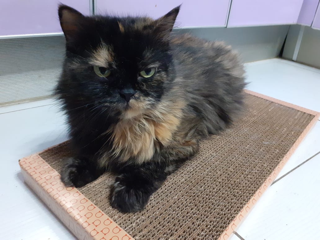 Сами здесь ногти точите