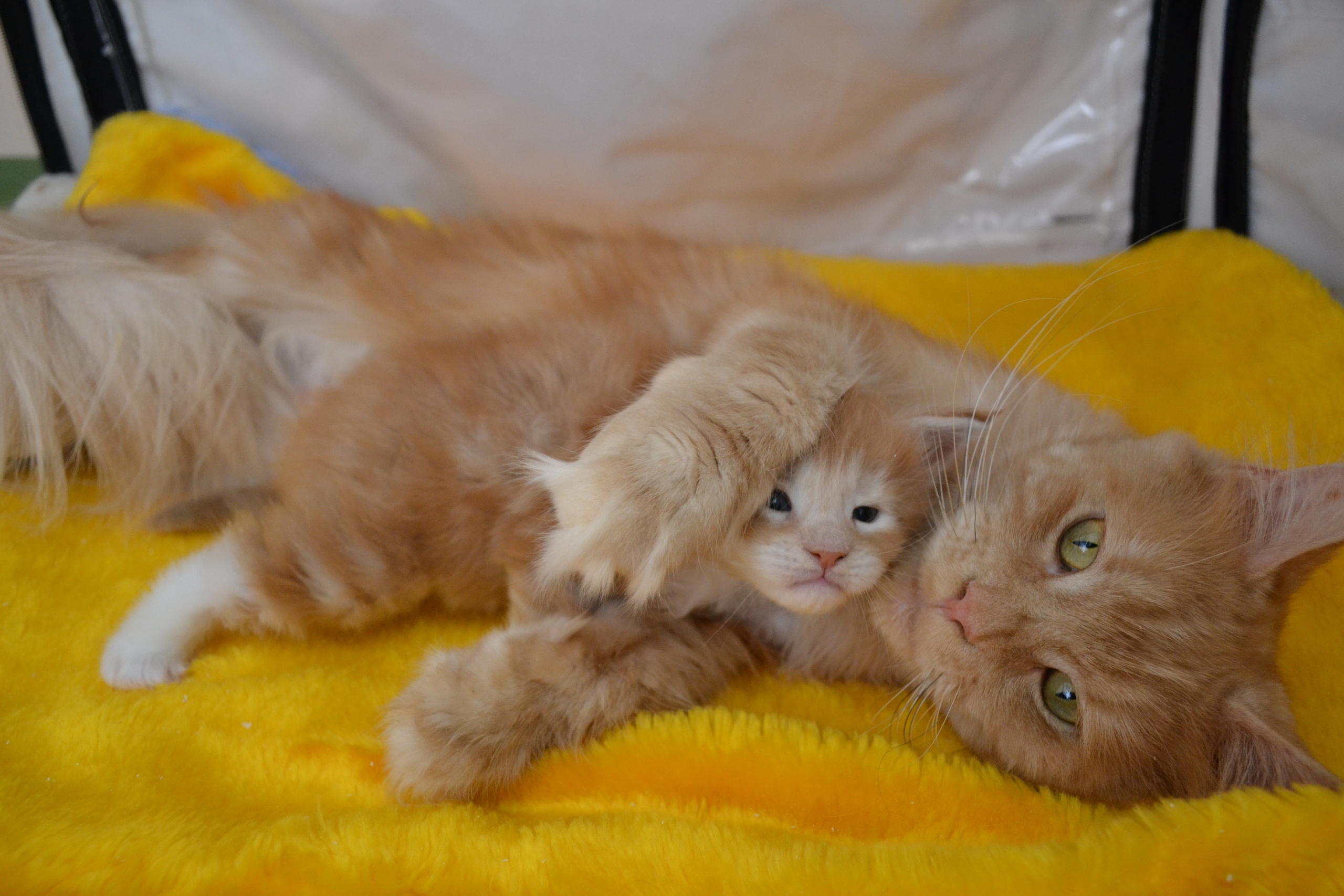 Мамочкин любимка