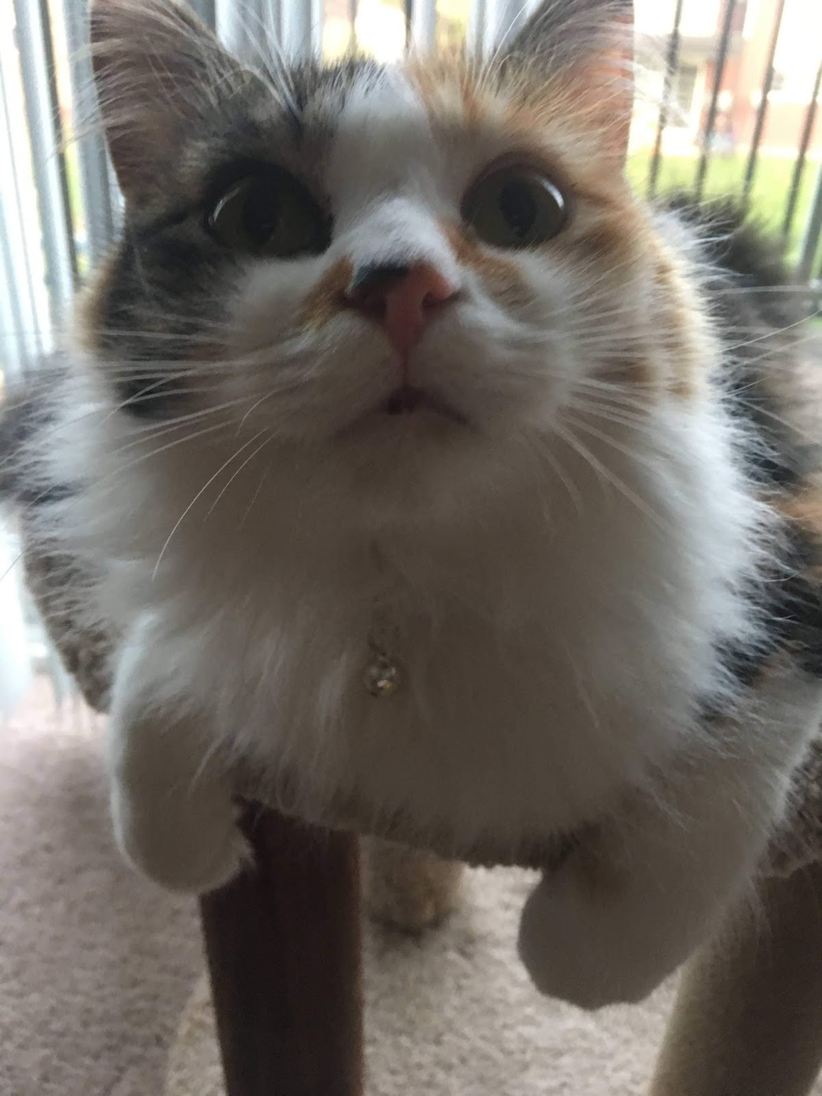 Общительная очаровашечка