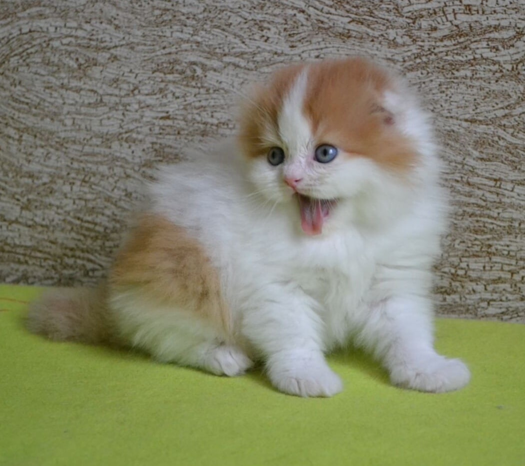 Озорник показал язык