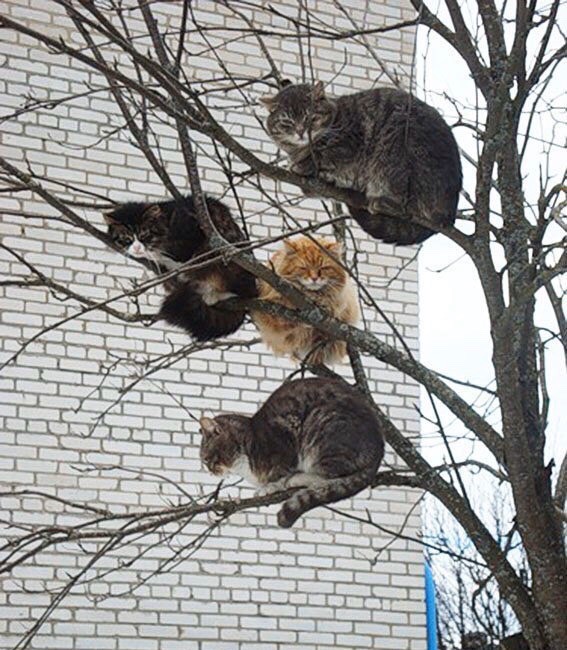 Грачи улетели, кошки прилетели