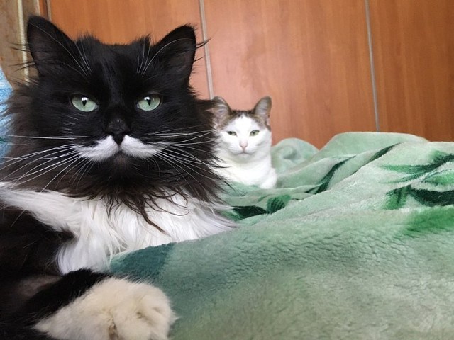 Мужик главный