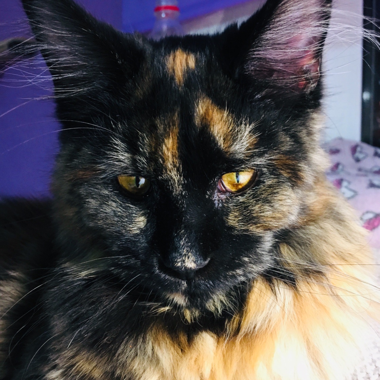 Ни одну мышку не поймала