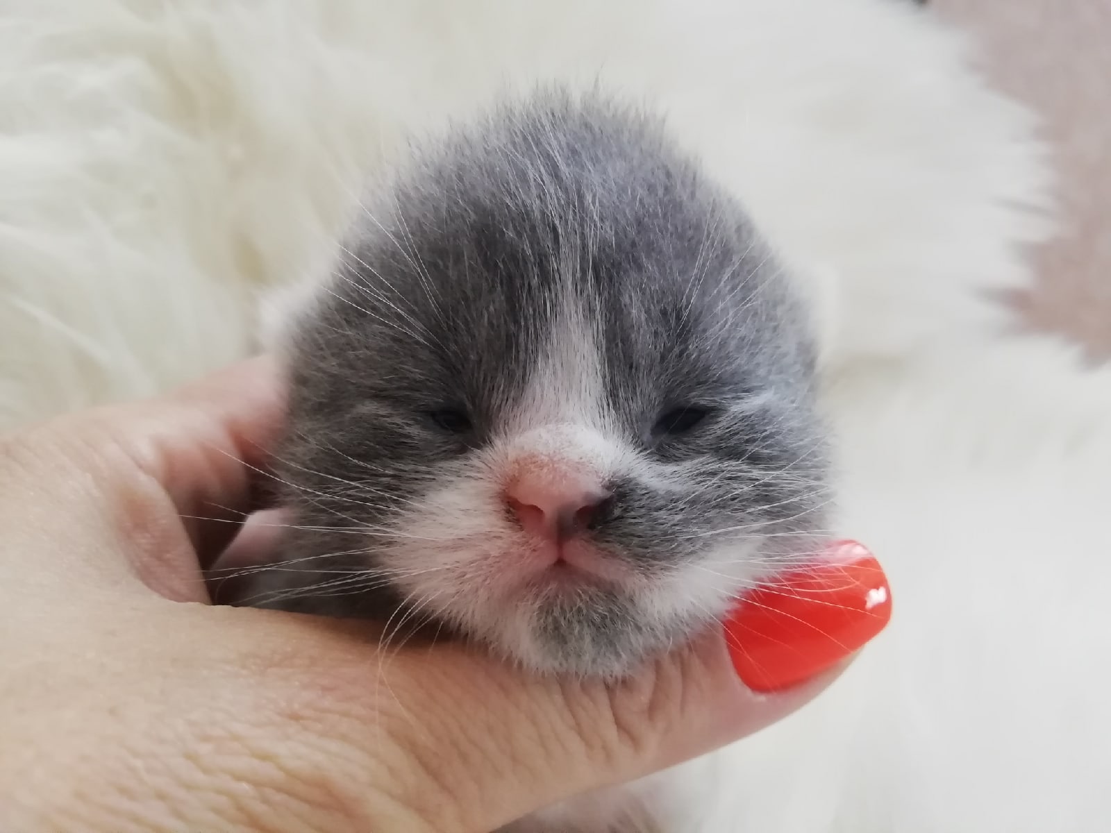 Новорожденная симпатюлька