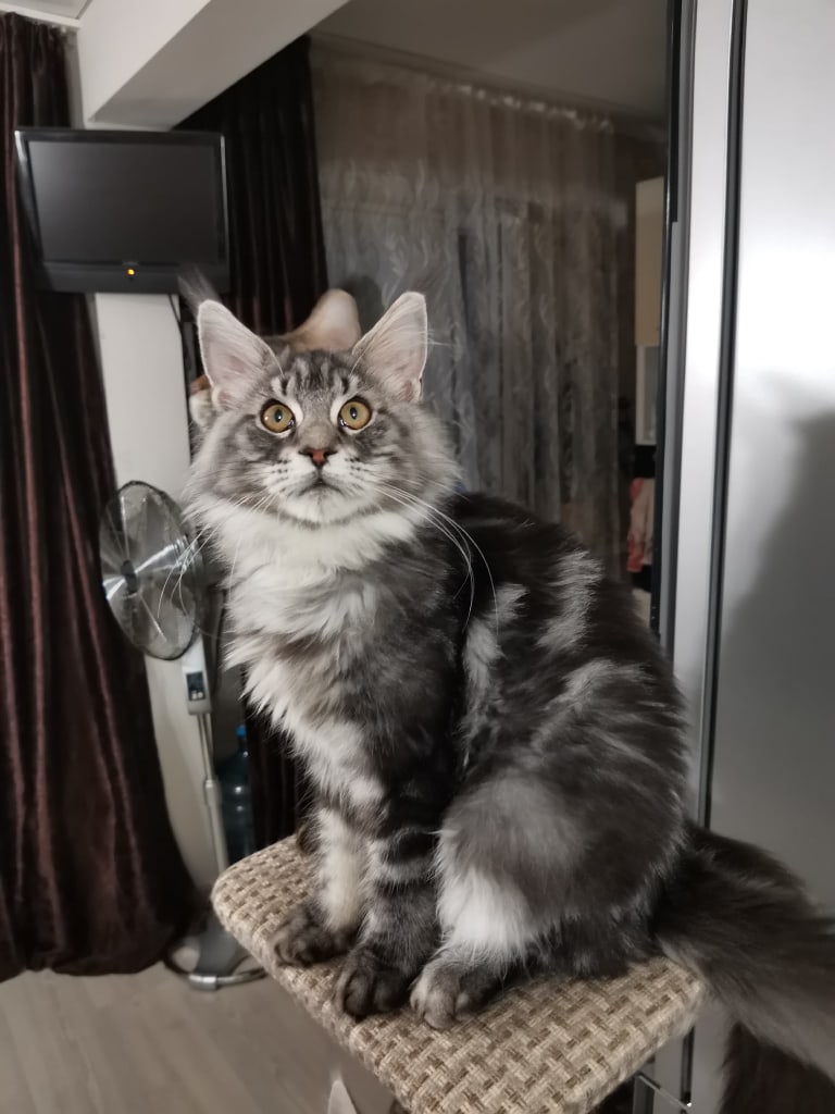 Я колбасу не видел