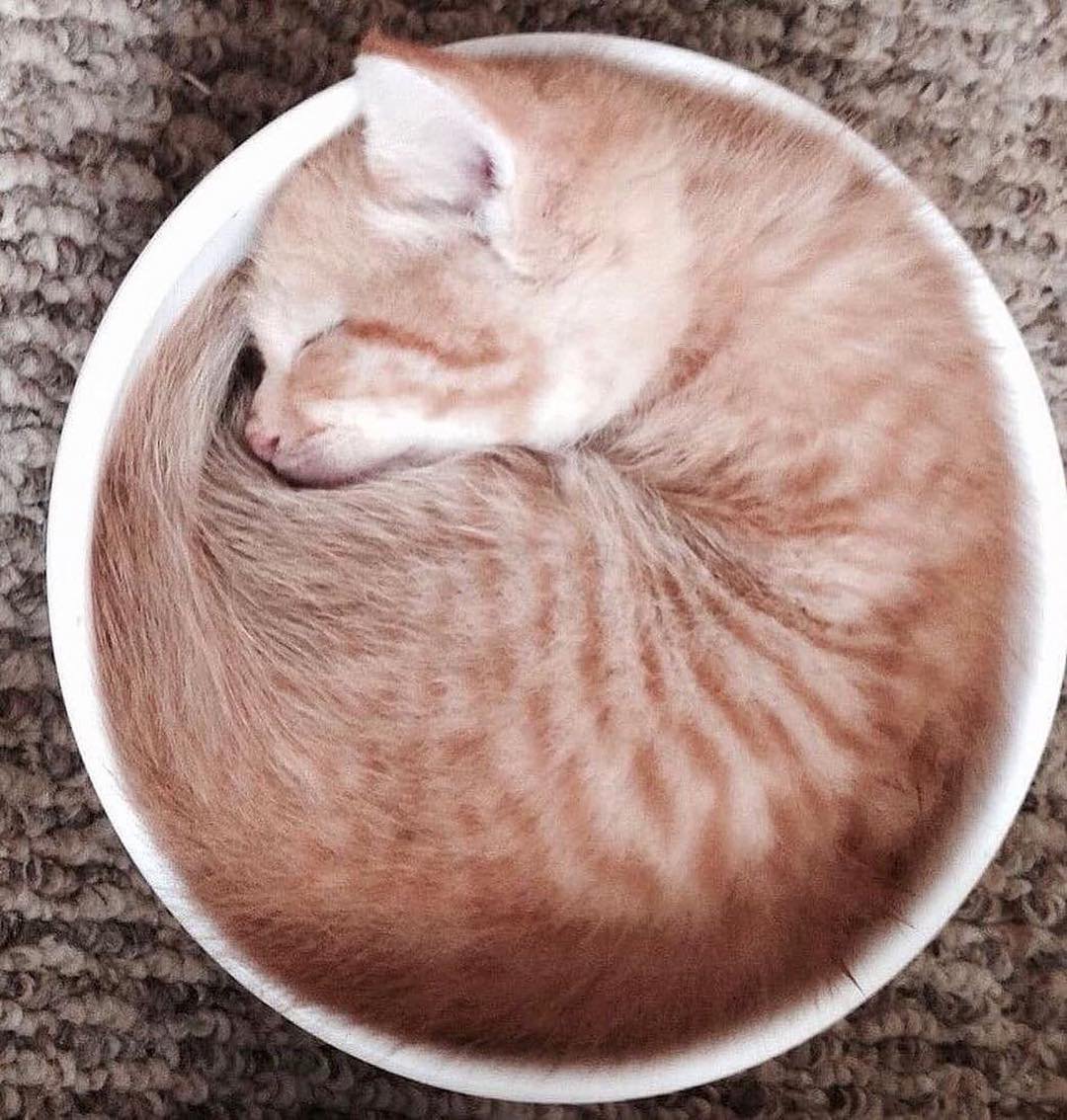 Малыш заполнил чашку собой