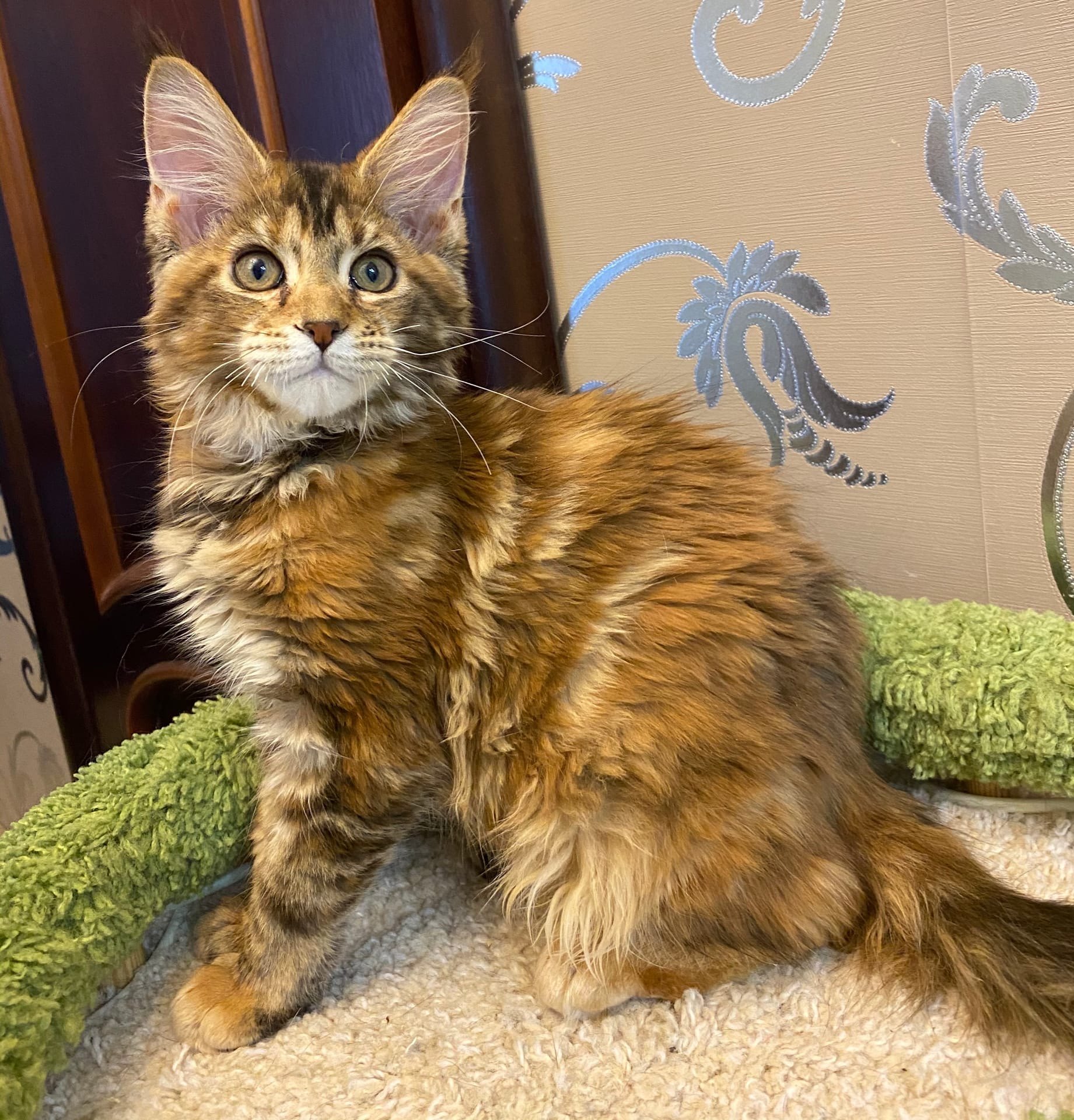 Ко мне в лежанку нельзя