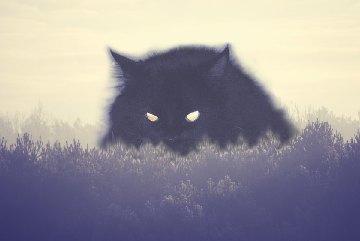 Котейка в тумане