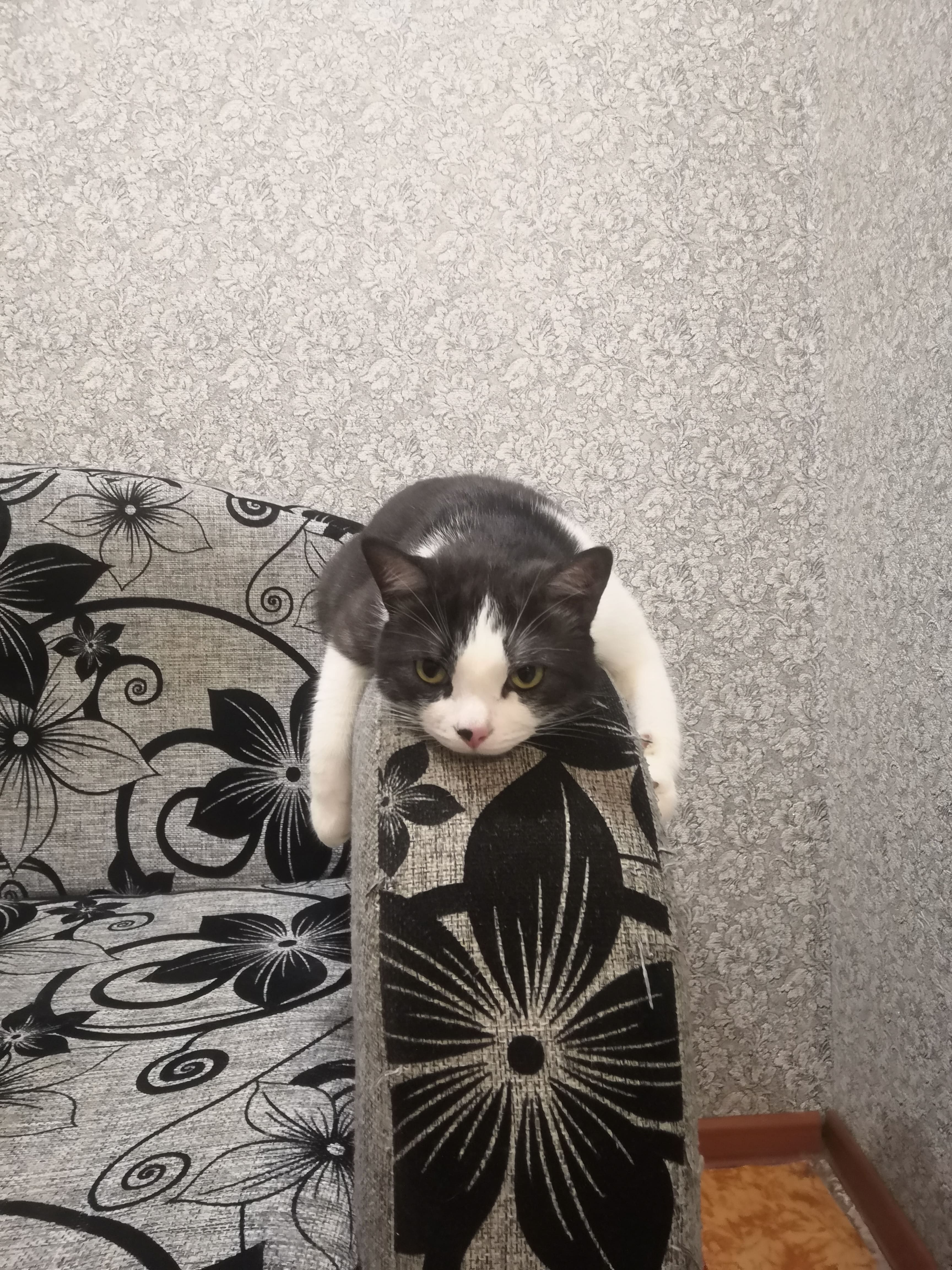 Барсик отдыхает