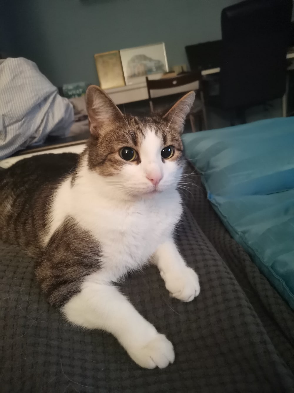 Хоть бы дорожку беговую купили, а то всё лежу