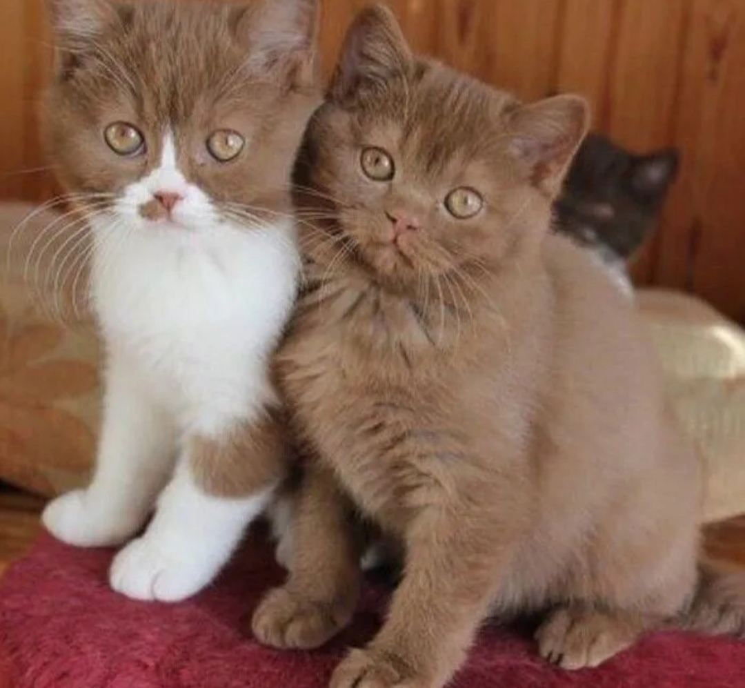 Котята неразлучники