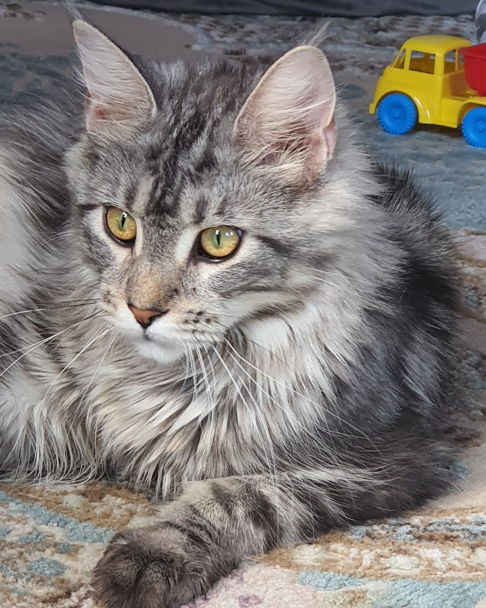 Домашняя воспитательница