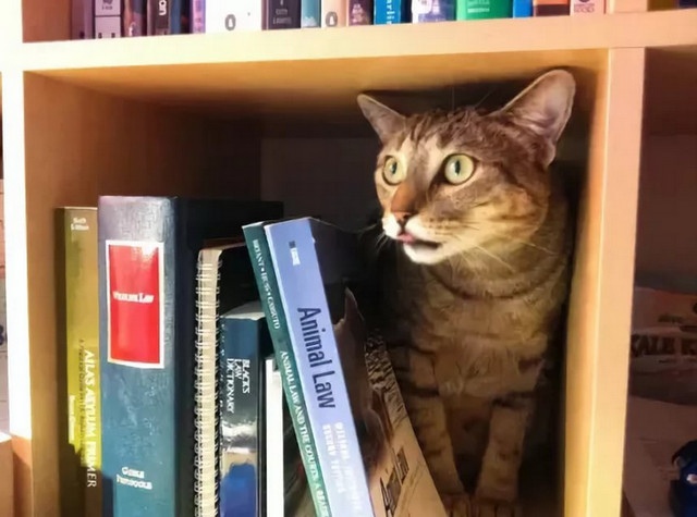 Прогуливаясь среди знаний