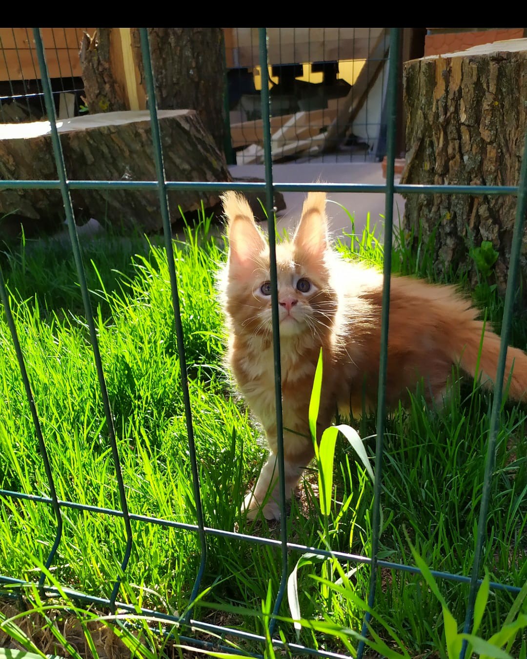 Прогулка в вольере