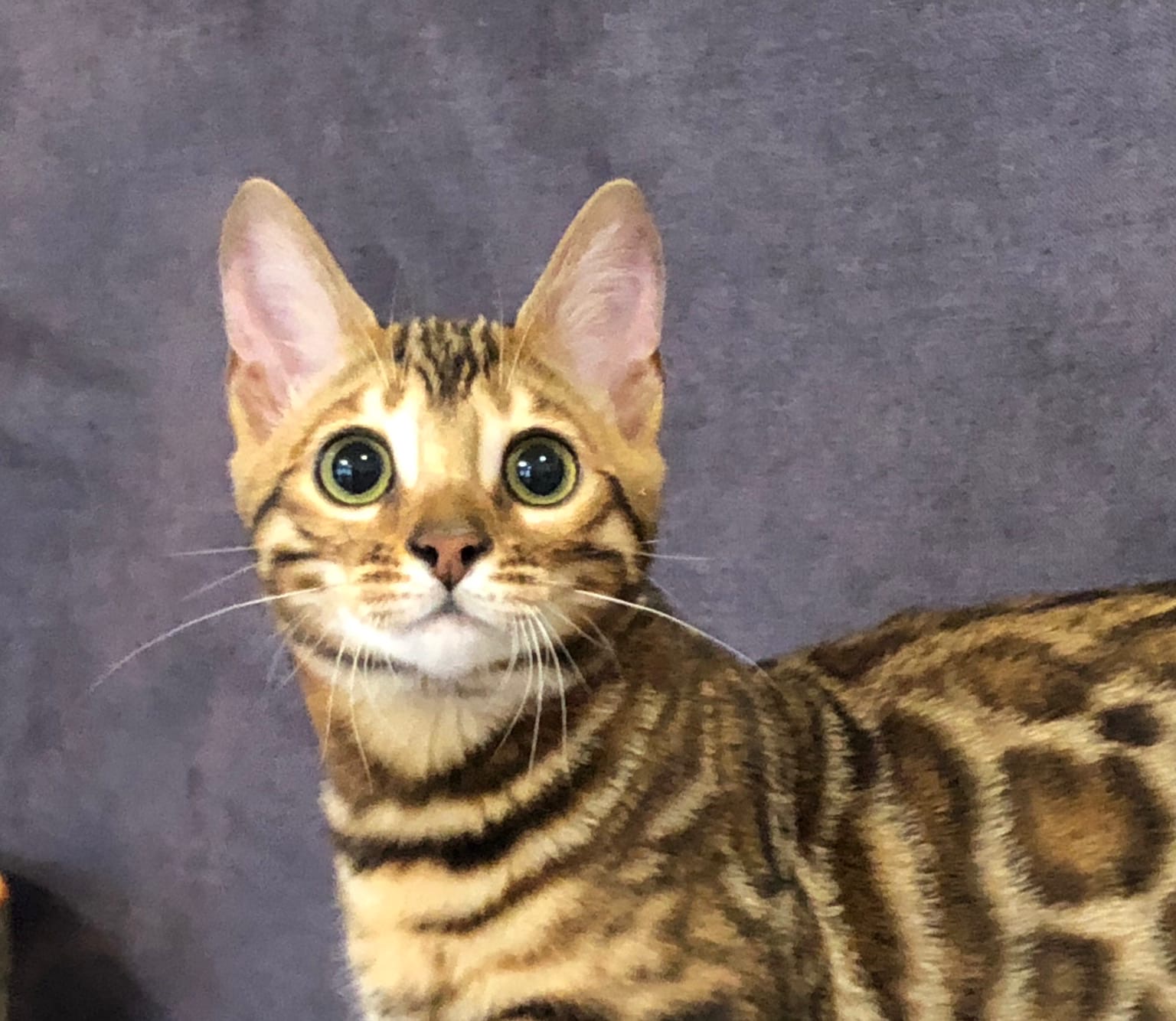 Смышлёный красавчик