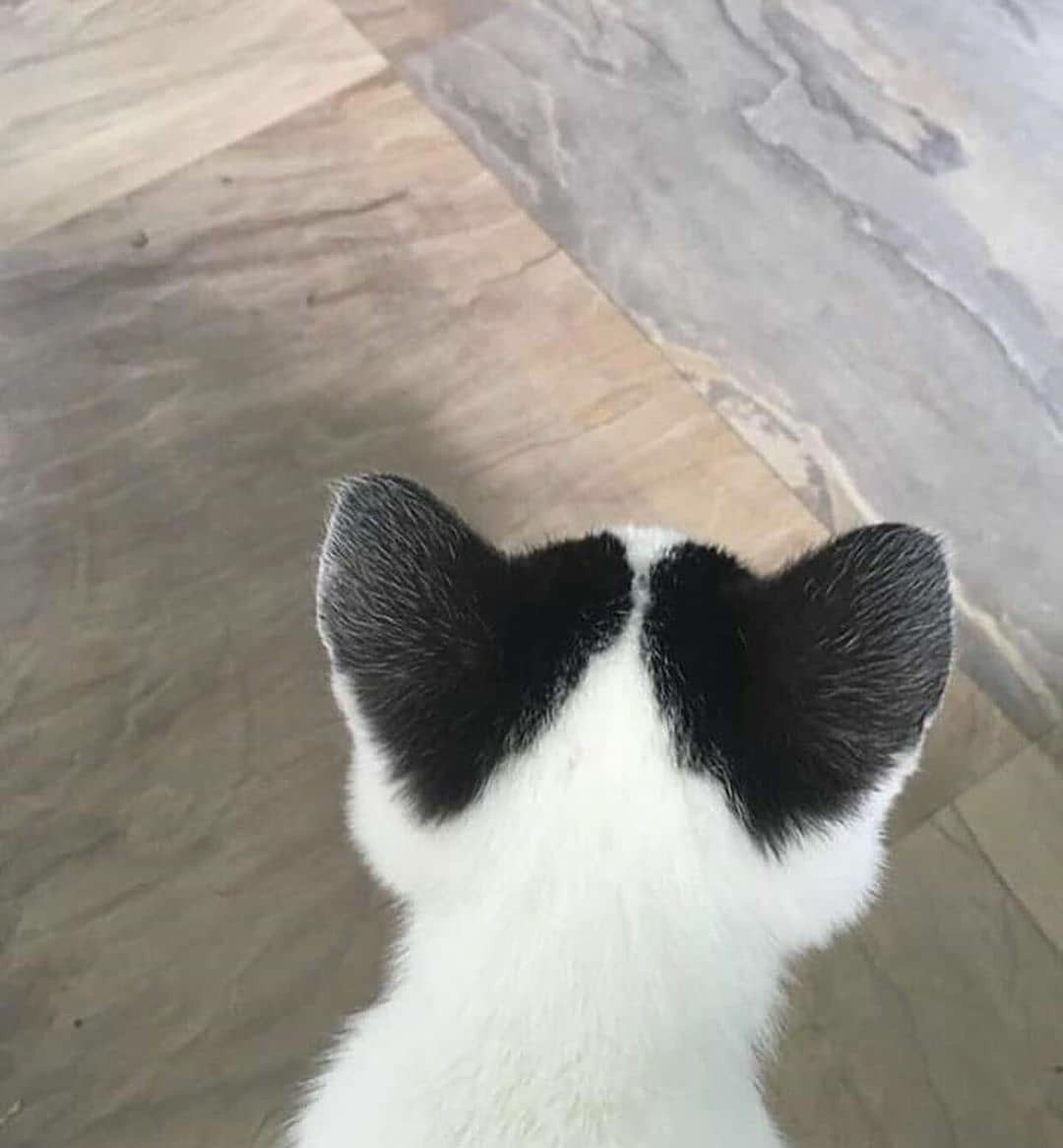 Сердечные ушки