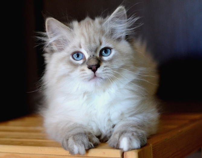 Невский маскарадный котик