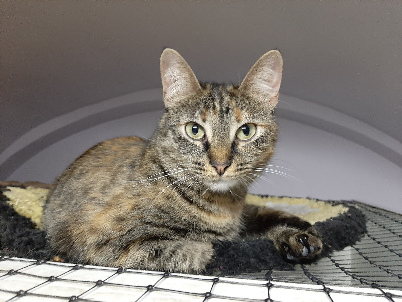 Вы когда матрас купите