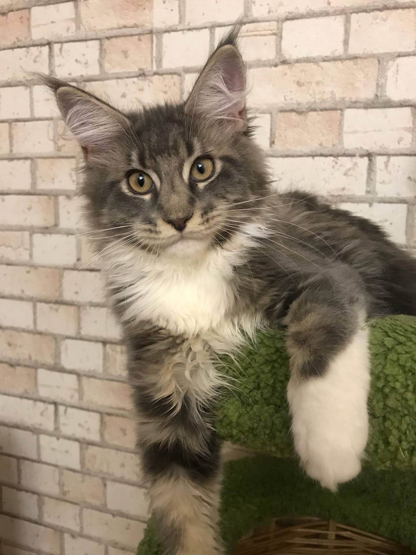 Пушистый царапун