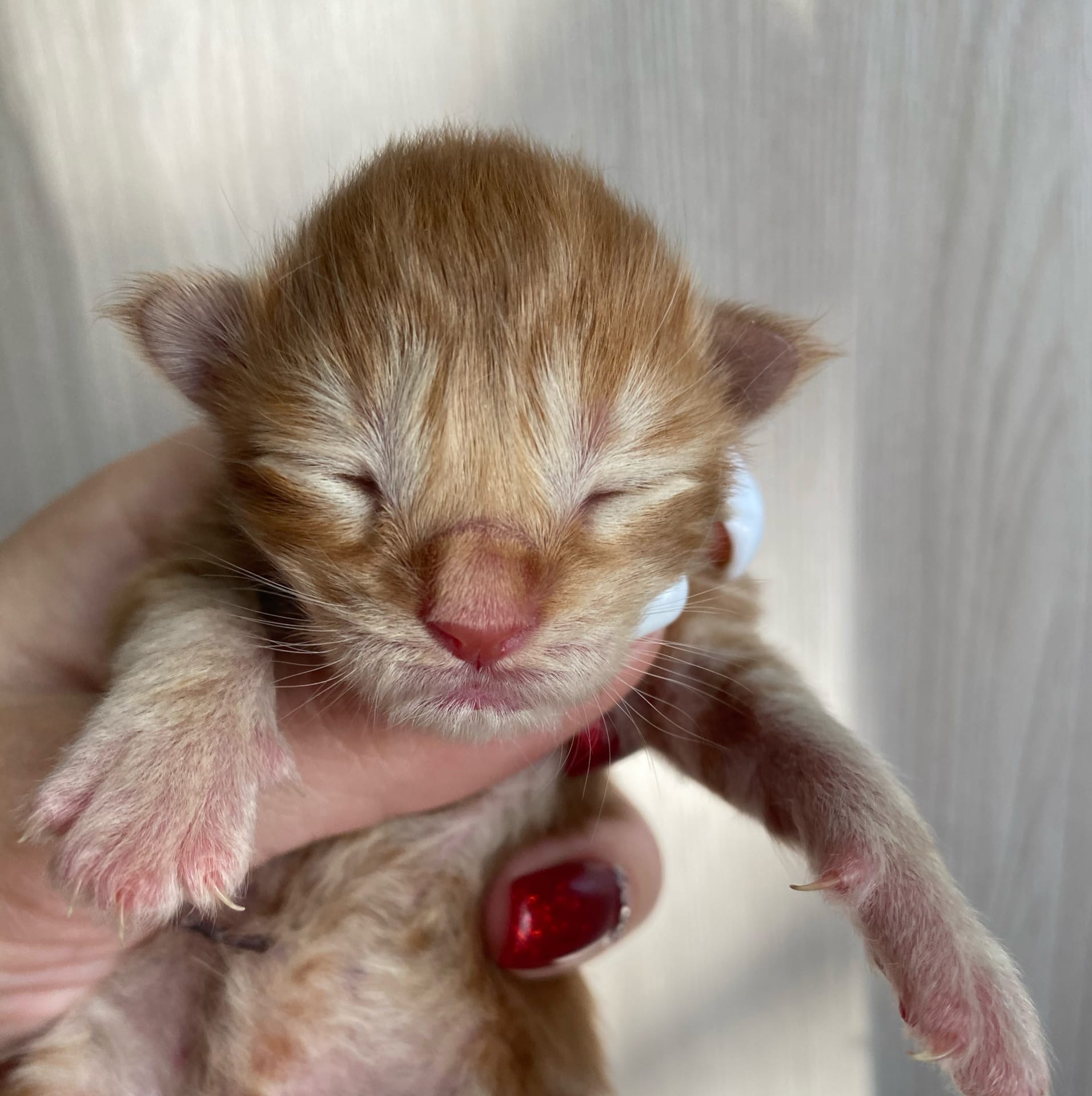 Новорожденный кунёнок