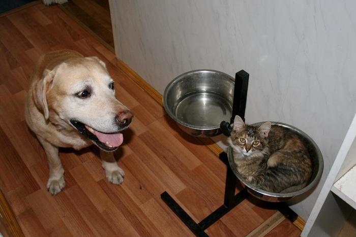 Миска занята