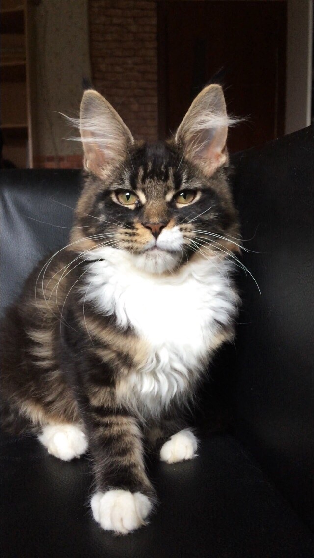 Красавчик на кожаном диване