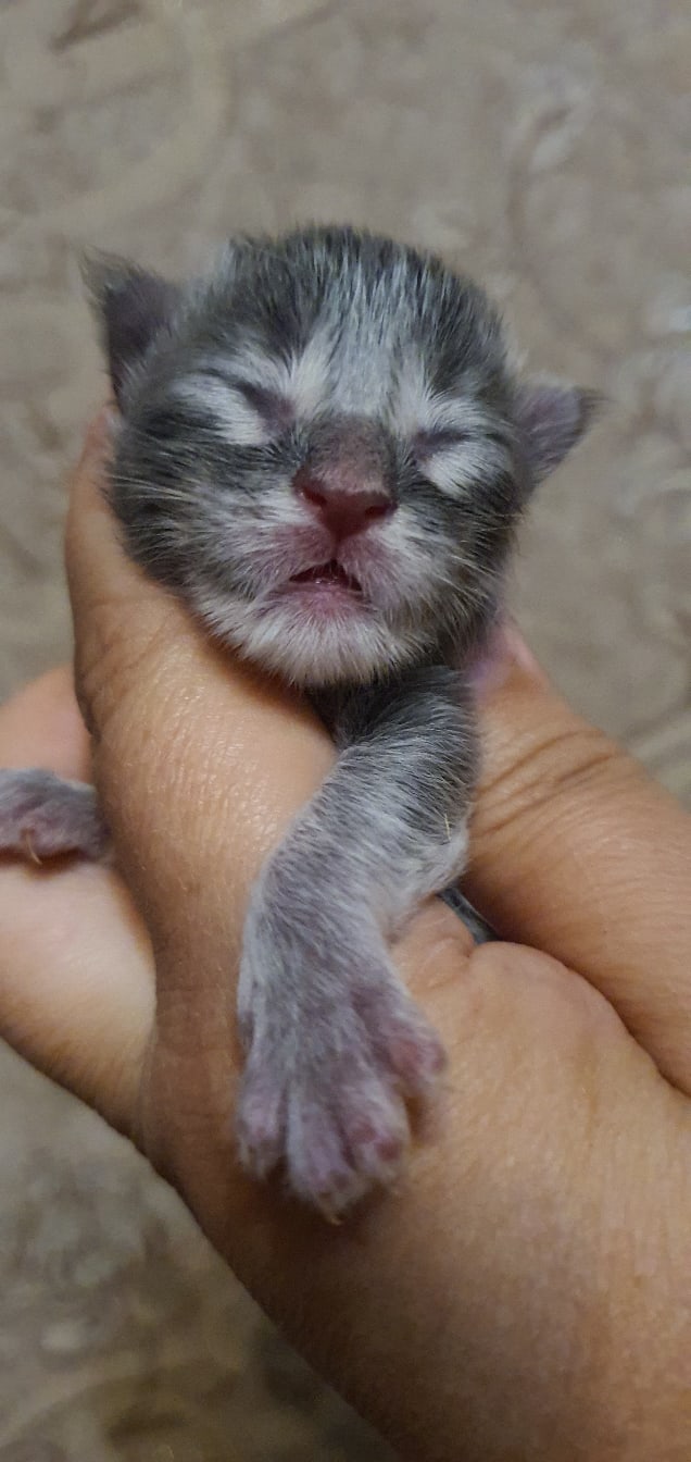 Махонький лапусик