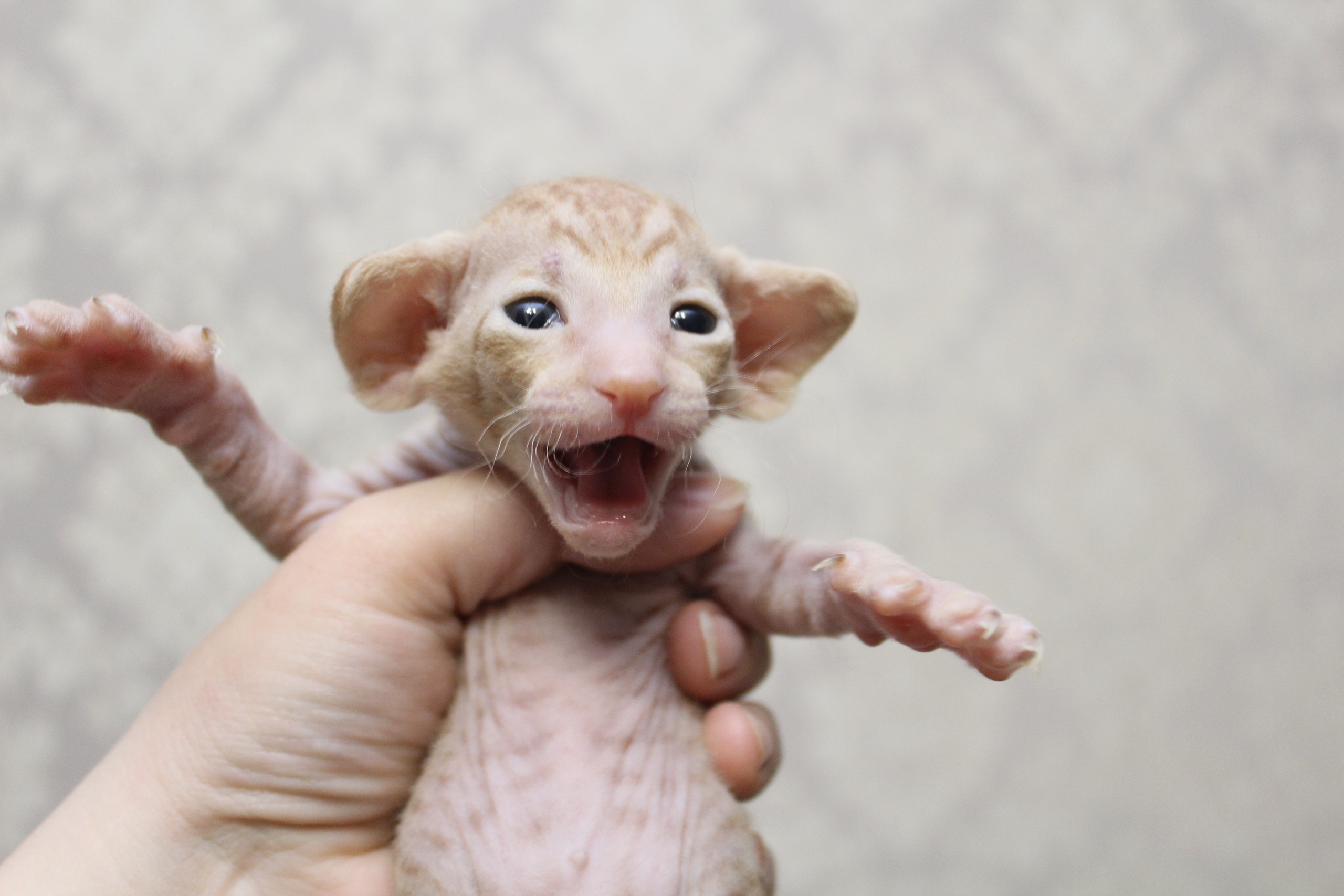 Голосящий малыш