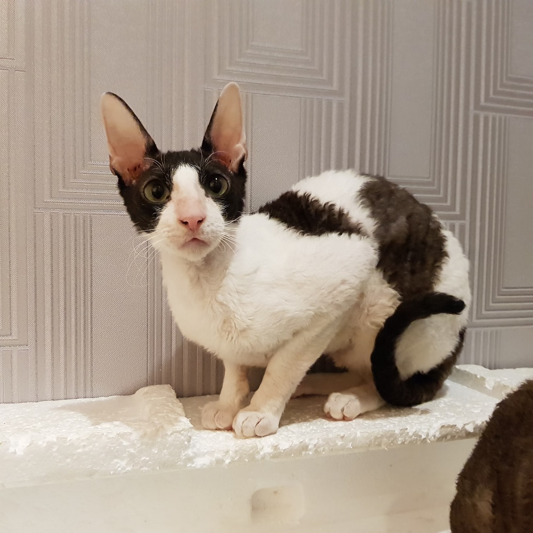 Внимательный ушастик